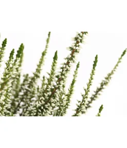 Knospenheide, Verschiedene Sorten -Compo Verkaufsgeschäft 7084932 WE DE 002 CallunaHelenaKnospenheide