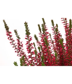 Knospenheide, Verschiedene Sorten -Compo Verkaufsgeschäft 7084932 WE DE 003 CallunaAngiKnospenheide