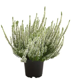 Knospenheide, Verschiedene Sorten -Compo Verkaufsgeschäft 7084932 WE FS 003 CallunaHelenaKnospenheide