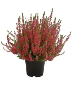 Knospenheide, Verschiedene Sorten -Compo Verkaufsgeschäft 7084932 WE FS 004 CallunaAngiKnospenheide