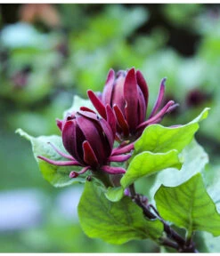 Roter Gewürzstrauch -Compo Verkaufsgeschäft 7085632 WE DE 001 CalycanthusGewuerzstrauchPixabay