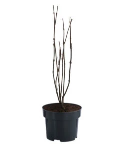 Roter Gewürzstrauch -Compo Verkaufsgeschäft 7085632 WE FS 001 CalycanthusFloridusGewuerzstrauch3L