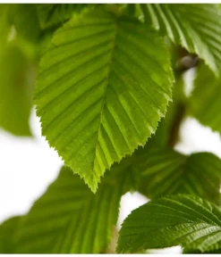 3 Meter Hainbuche, 6 X Ca. 200-225 Cm -Compo Verkaufsgeschäft 7088883 WE DE 001 CarpinusBetulusHainbuche4LDehnerExpressZS 1