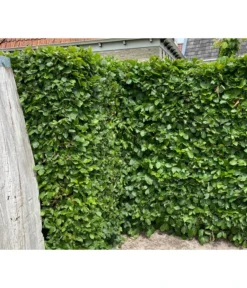 3 Meter Hainbuche, 6 X Ca. 200-225 Cm -Compo Verkaufsgeschäft 7089188 WE MO 002 HainbuchenCarpinusBetulus2l 2