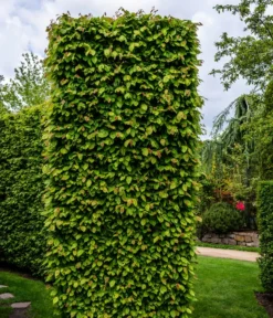 3 Meter Hainbuche, 6 X Ca. 200-225 Cm -Compo Verkaufsgeschäft 7089188 WE MO Luckner Hecke CarpinusBetulusHainbuche 2