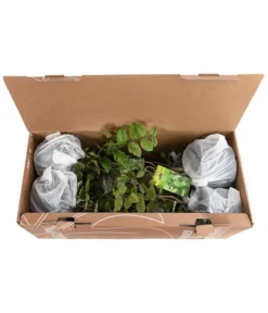 1-1,5 Meter Hainbuche, 5 X Ca. 50-60 Cm -Compo Verkaufsgeschäft 7090632 PR FS 002 CarpinusBetulus1MeterDehnerExpressHerzig