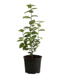 Titelseite -Compo Verkaufsgeschäft 7090632 PR FS 003 CarpinusBetulus1MeterDehnerExpressHerzig