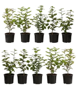 2-3 Meter Hainbuche, 10 X Ca. 50-60 Cm