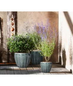 Blauraute 'Blue Spire' -Compo Verkaufsgeschäft 7090863 7302631 WE MO 001 Blauraute Bartblume 1