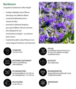 Bartblume 'Blue Knight' -Compo Verkaufsgeschäft 7090863 WE IG 002 Bartblume