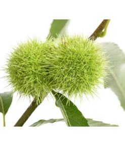 Esskastanie -Compo Verkaufsgeschäft 7091580 PR DE 001 CastaneaSativaEsskastanieDehnerExpressHerzig