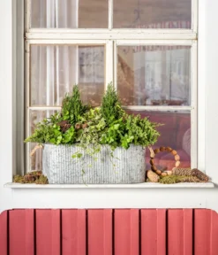 Efeu, Grün -Compo Verkaufsgeschäft 7107303 WE MO 001 ScheinzypresseChamaecyparislawsonianaEfeu