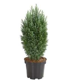 Scheinzypresse 'Snow White'