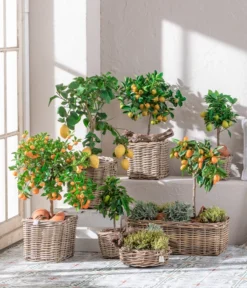 Dehner Gourmet Garten Gewürzlavendel -Compo Verkaufsgeschäft 7119696 WE MO 001 CitrusGoldsalbei