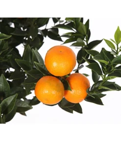 Bitterorange 'Chinotto' -Compo Verkaufsgeschäft 7119803 WE DE 001 CitrusMyrtifoliaT20DehnerExpressHerzig