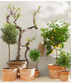 Feige, Dunkel -Compo Verkaufsgeschäft 7120389 PR MO 001 MediterranGC10retusch