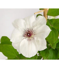 Waldrebe - Clematis, Weiß, Rankhilfe