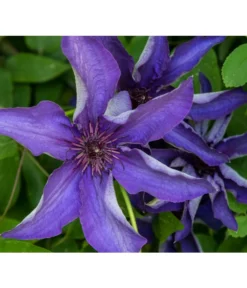 Waldrebe - Clematis, Rankhilfe -Compo Verkaufsgeschäft 7129034 PR DE 001 ClematisWaldrebeBlauPrivatgartenLucknerMai2017