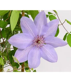 Waldrebe - Clematis, Rankhilfe -Compo Verkaufsgeschäft 7129034 WE DE 002 ClematisBlauPurpurWaldreben16CDehnerExpressHerzig