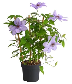 Waldrebe - Clematis, Rankhilfe -Compo Verkaufsgeschäft 7129034 WE FS 002 ClematisBlauPurpurWaldreben16CDehnerExpressHerzig