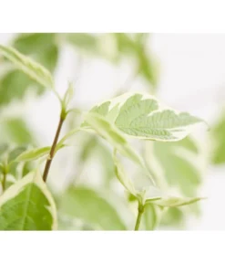 Weißbunter Hartriegel 'Argenteomarginata' -Compo Verkaufsgeschäft 7130412 WE DE 001 CornusAlbaArgenteomarginataHartriegel5LDehnerExpressZS