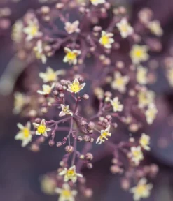 Perückenstrauch 'Royal Purple' -Compo Verkaufsgeschäft 7149503 PR DE 001 CotinusCoggygriaRoyalPurpleLuckner2014