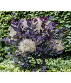 Perückenstrauch 'Royal Purple' -Compo Verkaufsgeschäft 7149503 PR MO 0002 CotinusCoggygriaRoyalPurple