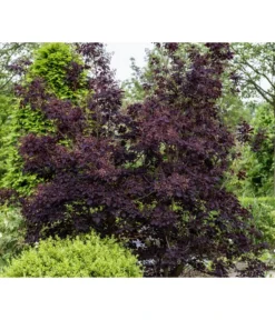 Perückenstrauch 'Royal Purple' -Compo Verkaufsgeschäft 7149503 PR MO 001 CotinusCoggygriaRoyalPurpleLuckner