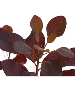 Perückenstrauch 'Royal Purple' -Compo Verkaufsgeschäft 7149503 WE DE 001 PerueckenstrauchCotinusRoyalPurple3LiterDehnerExpressHerzig