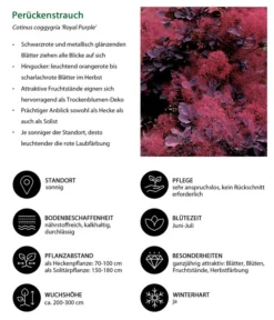 Perückenstrauch 'Royal Purple' -Compo Verkaufsgeschäft 7149503 WE IG 001 Perueckenstrauch