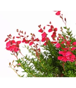 Irische Glockenheide -Compo Verkaufsgeschäft 7163009 WER DE 002 DaboeciaDehnerExpressHerzig