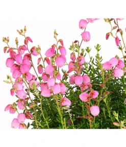 Irische Glockenheide -Compo Verkaufsgeschäft 7163009 WE DE 001 DaboeciaDehnerExpressHerzig