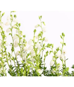 Irische Glockenheide -Compo Verkaufsgeschäft 7163009 WE DE 003 DaboeciaDehnerExpressHerzig