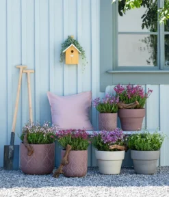 Irische Glockenheide -Compo Verkaufsgeschäft 7163009 WE MO 001 DaboeciaMixGlockenheide 2021 GC11