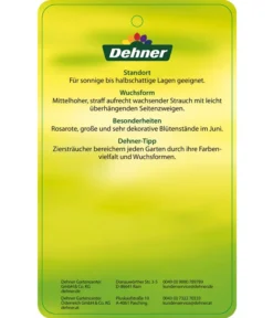 Deutzie 'Tourbillon Rouge' - Sternchenstrauch -Compo Verkaufsgeschäft 7166093 RosaSternstrauchTourbillonRouge Etikett 2