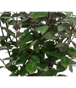 Wintergrüne Ölweide 'Compacta' -Compo Verkaufsgeschäft 7169402 WE DE 001 ElaeagnusCompacta3L Oelweide