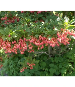 Prachtglocke -Compo Verkaufsgeschäft 7170749 BildD 001 PrachtglockeEnkianthusCampanulatus