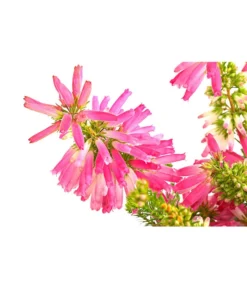 Südafrikanisches Heidekraut -Compo Verkaufsgeschäft 7172026 PR DE 001 EricaVerticitataT11DehnerExpressHerzig