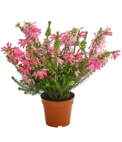 Südafrikanisches Heidekraut