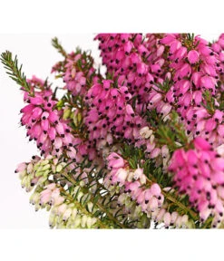 Schneeheide -Compo Verkaufsgeschäft 7172034 PR DE 001 EricacarnearosaT11DehnerExpressHerzig