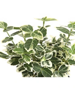 Kriech-Spindelstrauch 'Emerald Gaiety' -Compo Verkaufsgeschäft 7177512 WE DE 003 EuonymusSpindelstrauchFortuneiEmeraldGaiety9CDehnerExpressHerzig