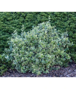 Kriech-Spindelstrauch 'Emerald Gaiety' -Compo Verkaufsgeschäft 7177512 WE MO 003 EuonymusSpindelstrauch