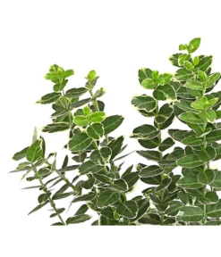 Spindelstrauch 'Emerald Gaiety' -Compo Verkaufsgeschäft 7177520 PR DE 001 EuonymusSpindelstrauchEmeraldGaiety13cmDehnerExpressHerzig