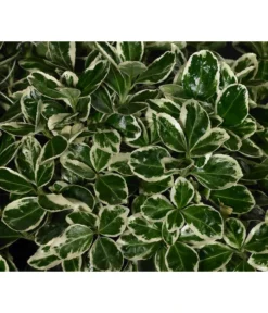 Japanischer Kriech-Spindelstrauch 'Kathy'