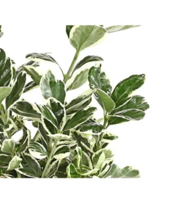 Japanischer Kriech-Spindelstrauch 'Kathy' -Compo Verkaufsgeschäft 7180748 PR DE 001 EuonymusSpindelstrauchKathy13DehnerExpressHerzig