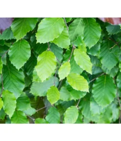 10 Meter Rotbuche, 50 X Ca. 100-125 Cm -Compo Verkaufsgeschäft 7185077 FagusSylvaticaDetailLuckner