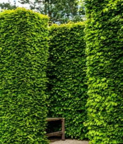 7 Meter Rotbuche, 14 X Ca. 200-225 Cm -Compo Verkaufsgeschäft 7185093 WE MO 002 RotbucheFagusSylvatica 1