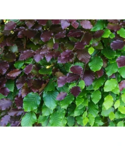 20 Meter Blutbuche ‘Purpurea‘, 100 X 100-125 Cm -Compo Verkaufsgeschäft 7185523 WE DE 001 FagusSylvaticaPurpureaRot 1