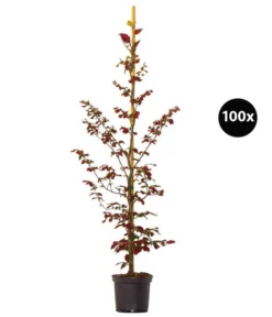 20 Meter Blutbuche ‘Purpurea‘, 100 X 100-125 Cm