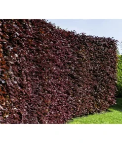 7,5 Meter Blutbuche ‘Purpurea‘, 30 X 125-150 Cm -Compo Verkaufsgeschäft 7185523 WE MO 001 FagusSylvaticaPurpureaLuckner 2
